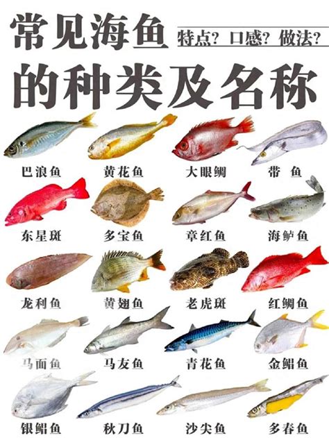 魚的種類